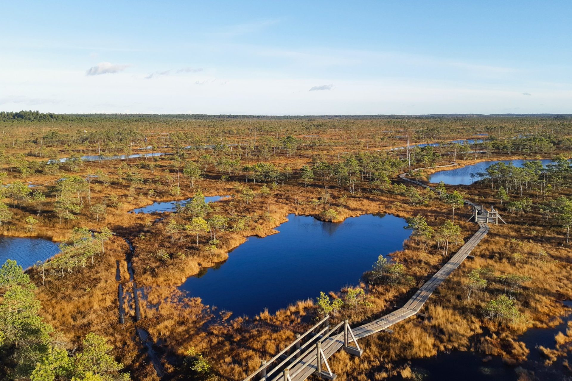 Vista aérea do pântano de Ķemeri no outono, ervas cor de ferrugem em redor de poças como espelhos
