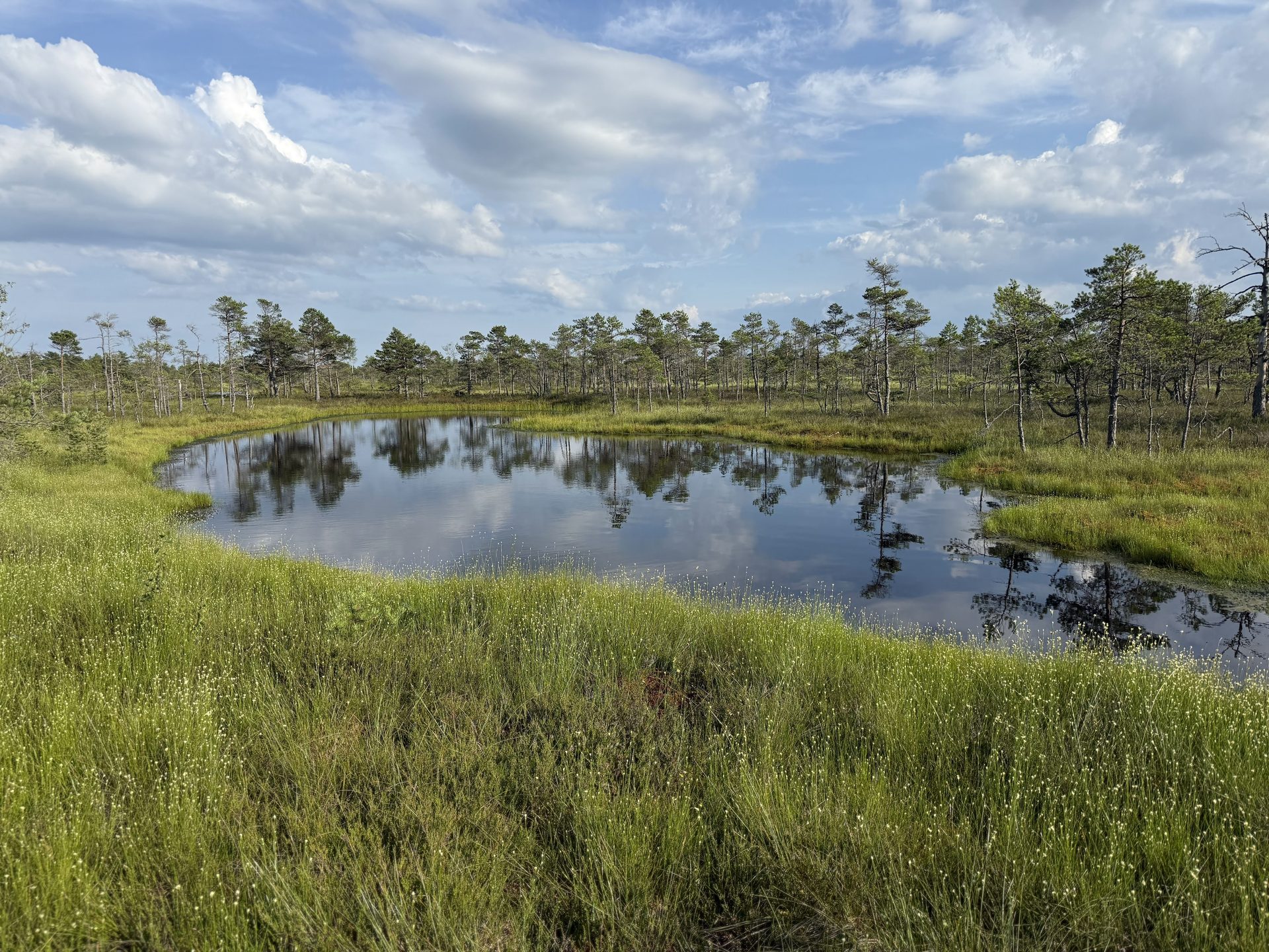 Uma pequena poça escura do pântano de Ķemeri que reflete as nuvens de verão