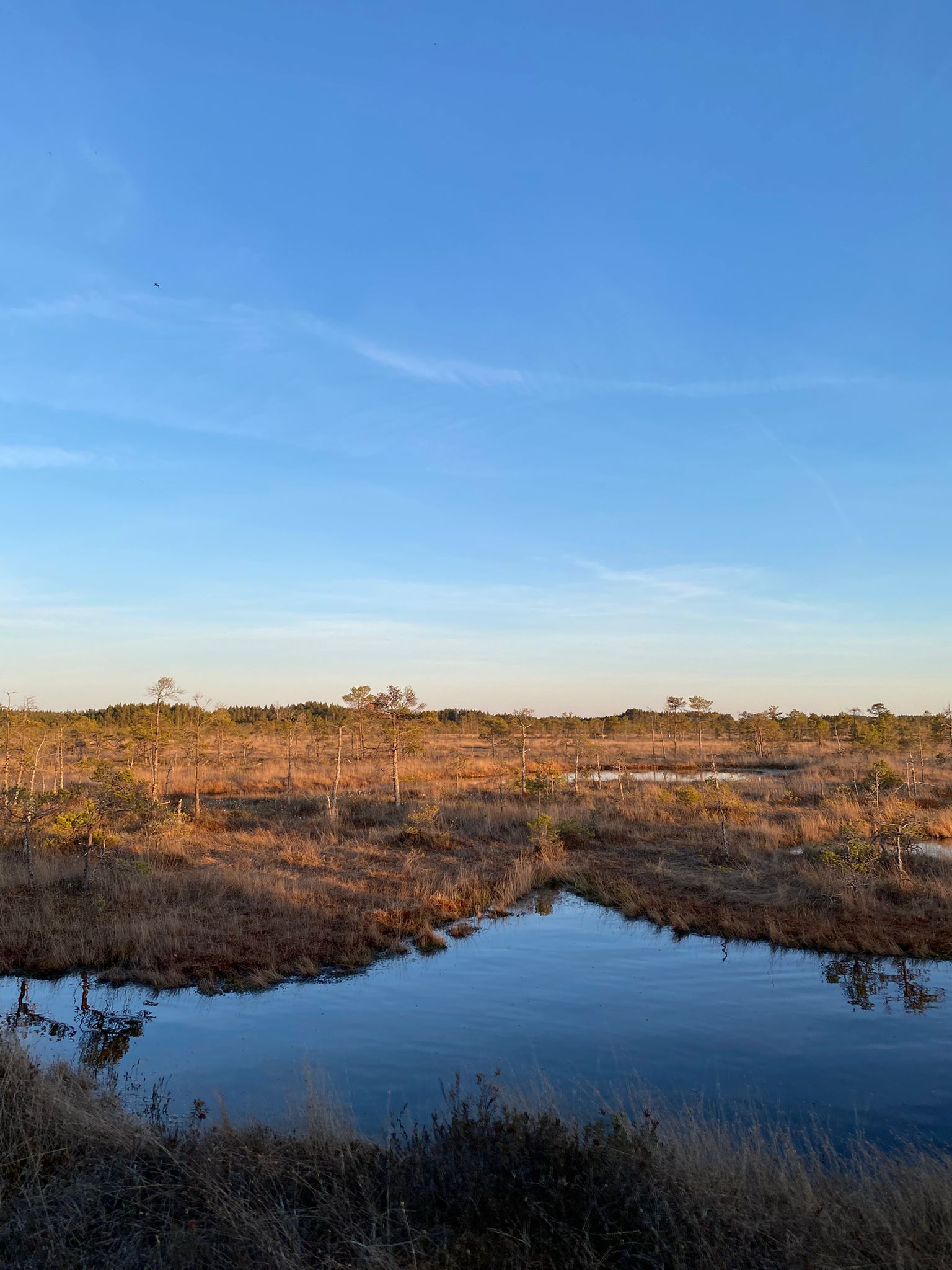 Nuvens ao pôr do sol refletidas nas poças do pântano aberto em Ķemeri