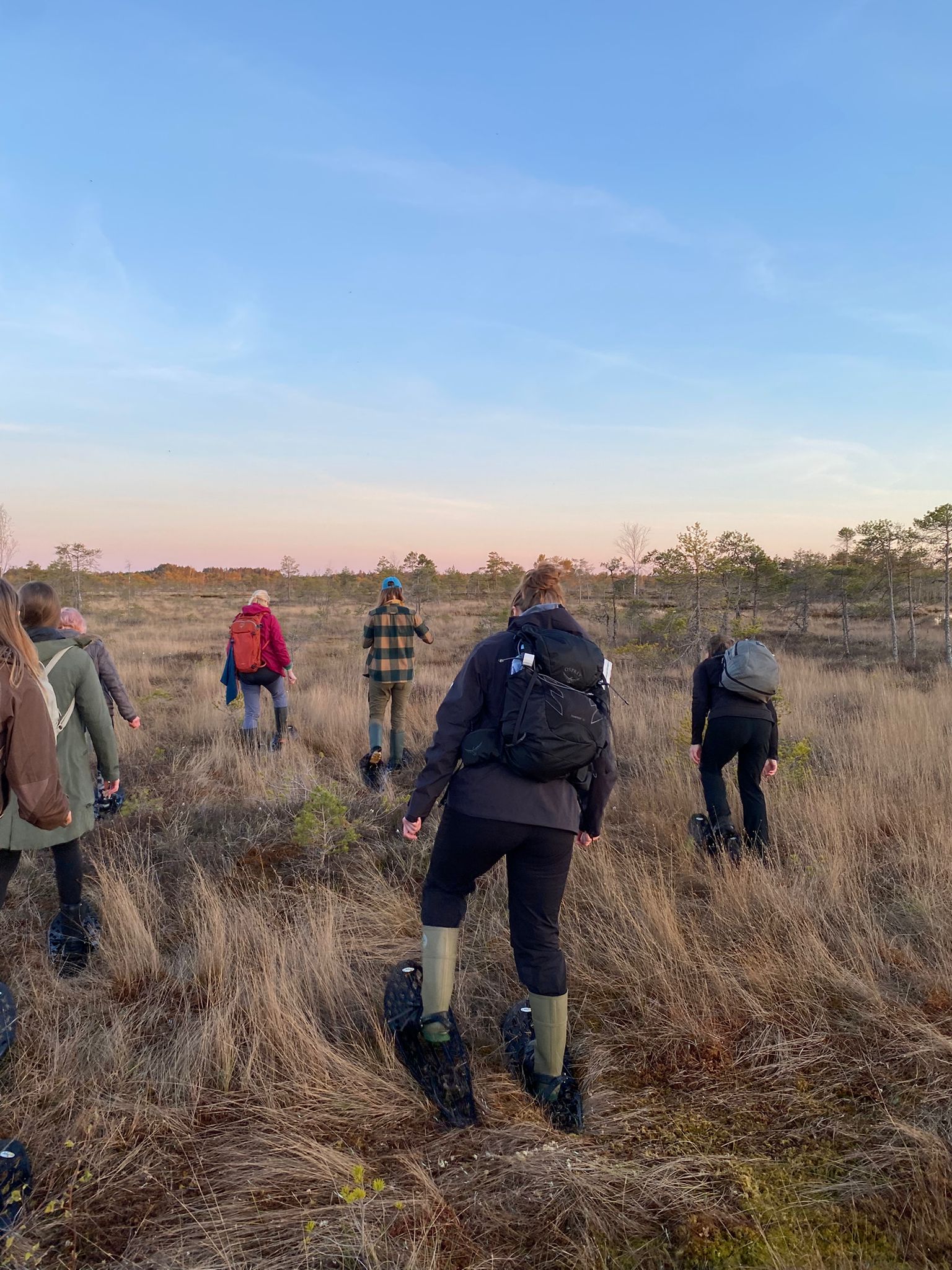 O nosso pequeno grupo no pântano elevado aberto de Ķemeri ao pôr do sol com as raquetes de pântano