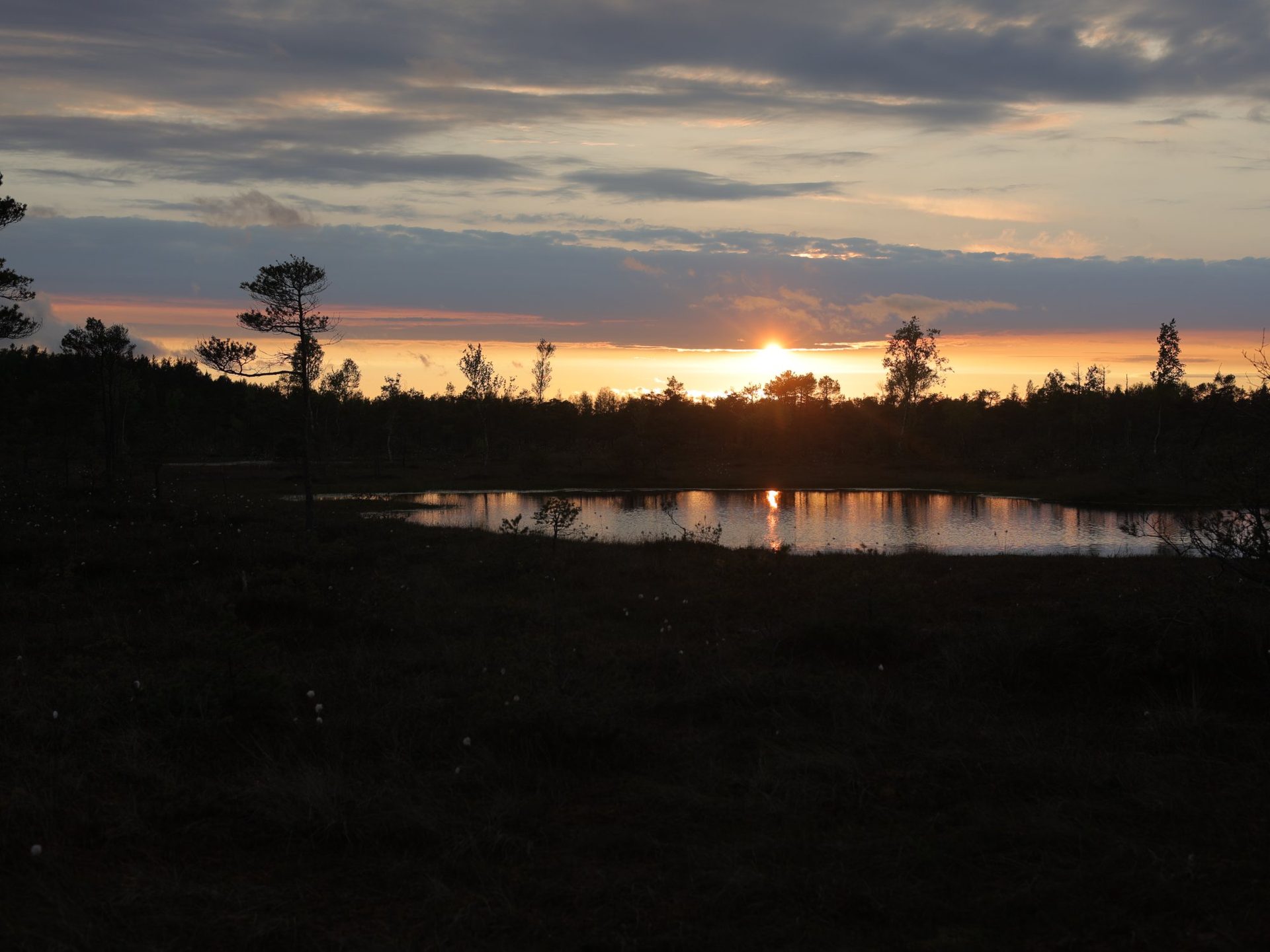 Brilho do pôr do sol sobre os pinheiros anões do pântano elevado de Ķemeri