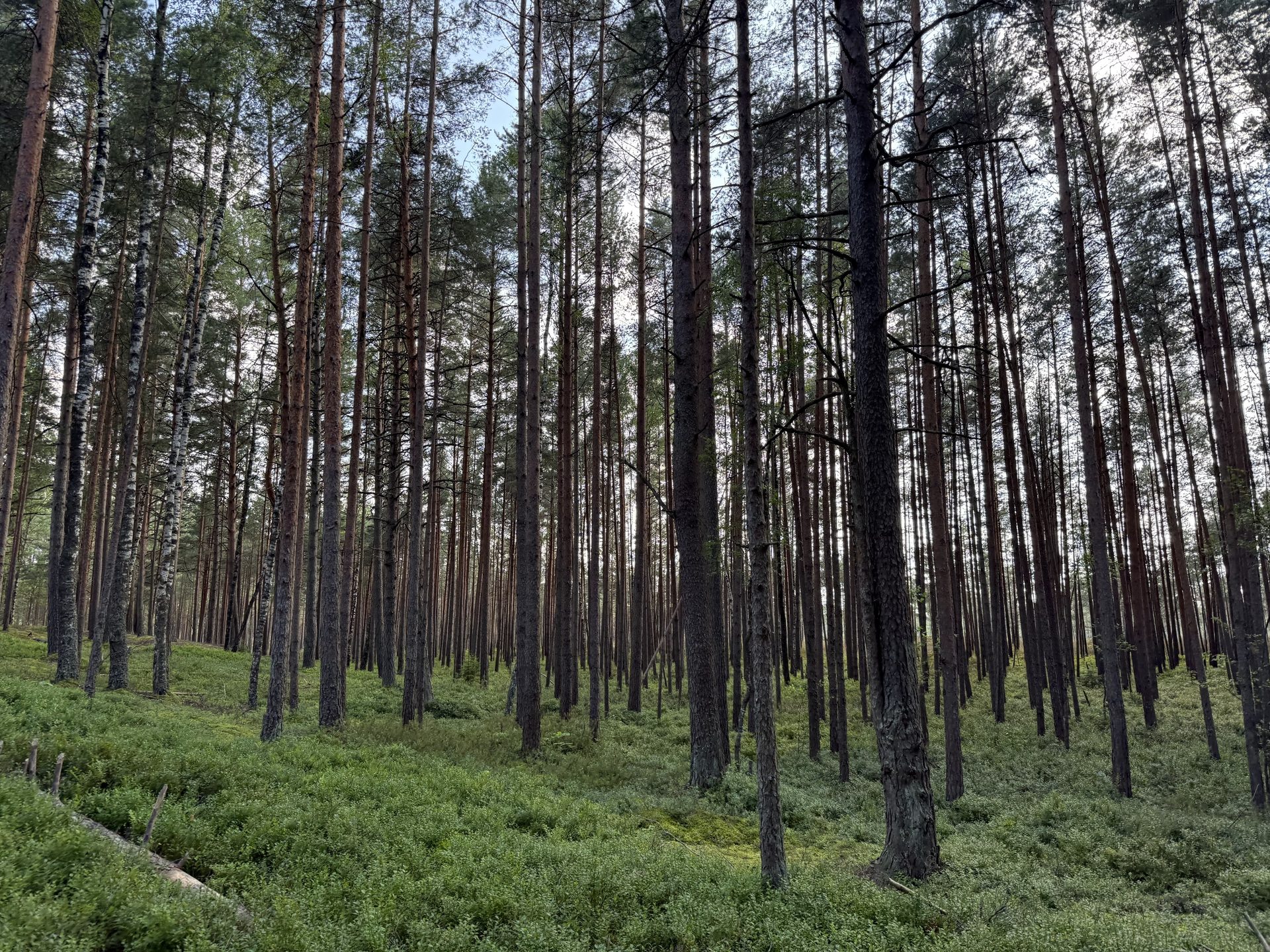 Troncos de pinheiro esguios na floresta de Ķemeri que captam a luz baixa da manhã