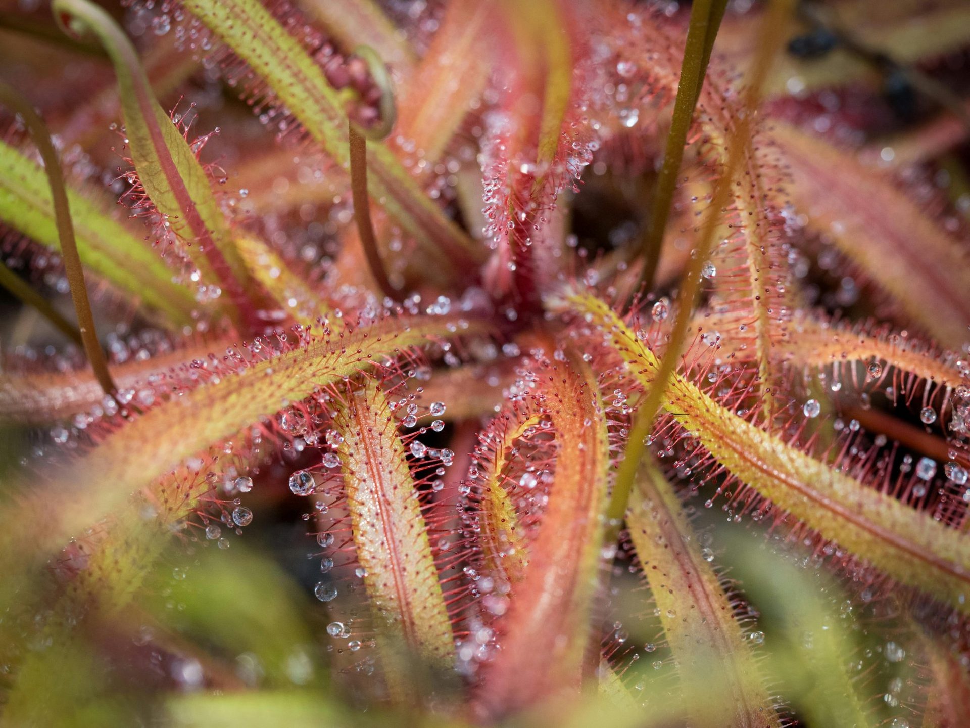 Primeiro plano da drósera-de-folhas-redondas, a planta carnívora do pântano elevado de Ķemeri