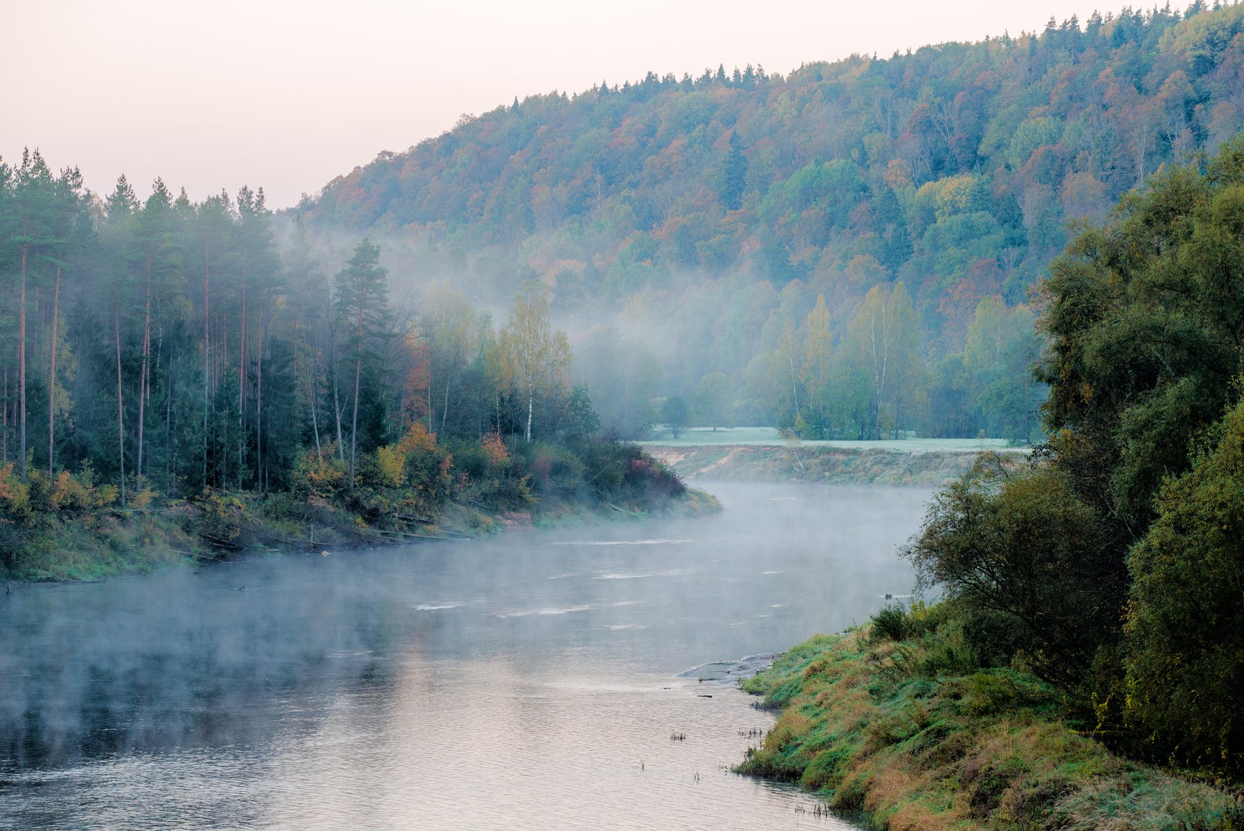 O rio Gauja ao amanhecer com a névoa matinal a levantar-se da floresta de outono