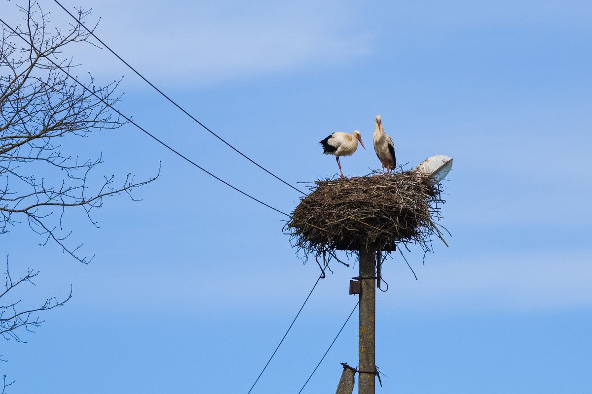 Um ninho de cegonha-branca da Letónia, a ave nacional